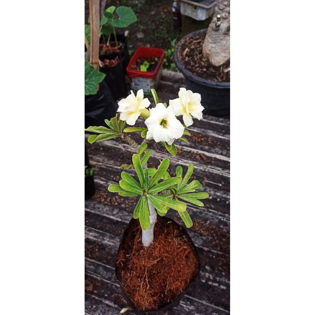 Adenium ID Ken Dedes Sudah Berbunga Bunga Tumpuk