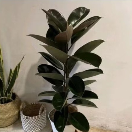 Tanaman hias ficus burgundy karet kebo-tanaman hidup karet kebo alami