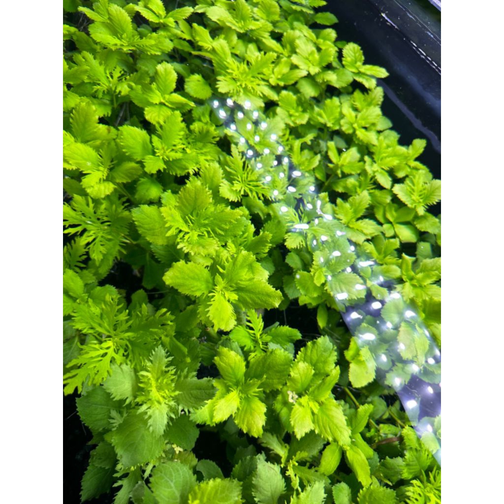 Tanaman aquascape Hygrophila difformis ( water wisteria)