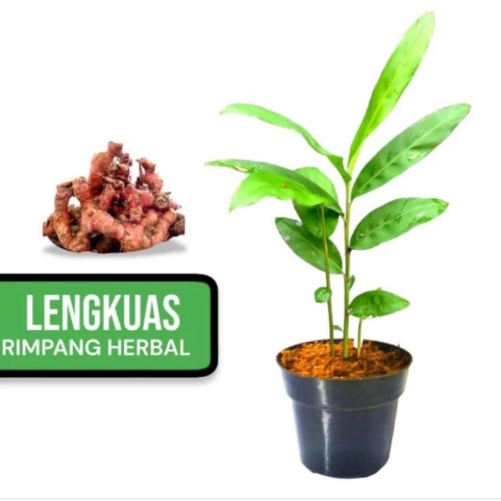Tanaman Herbal Laos Merah / Tanaman Herbal Lengkuas Super / Tanaman Lengkuas Sayur