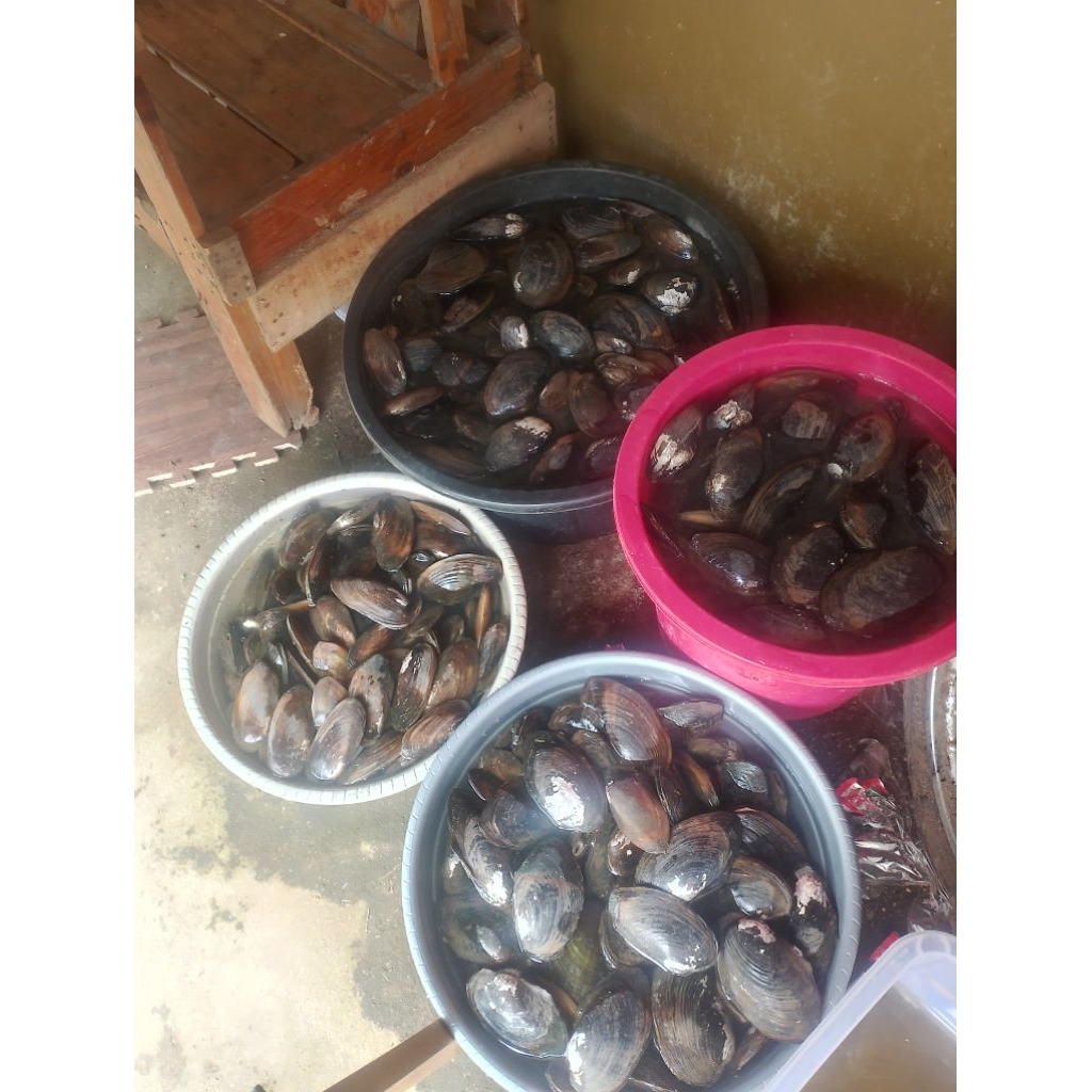 KIJING RAWA HIDUP 1 KG