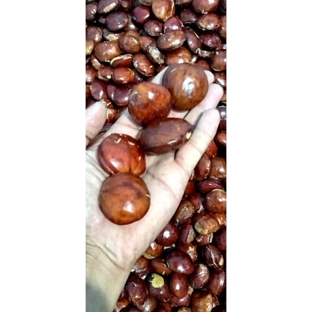 Jengkol tua ukuran besar 1/2 kg fresh tua, jengkol super