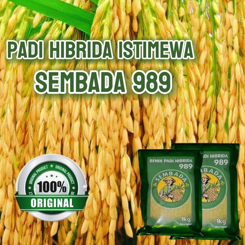 BENIH PADI SEMBADA 989 KEMASAN 1KG