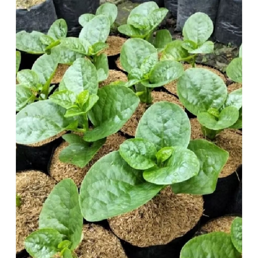 BIBIT SAYURAN BAYAM MALABAR BELI 5 GRATIS 1