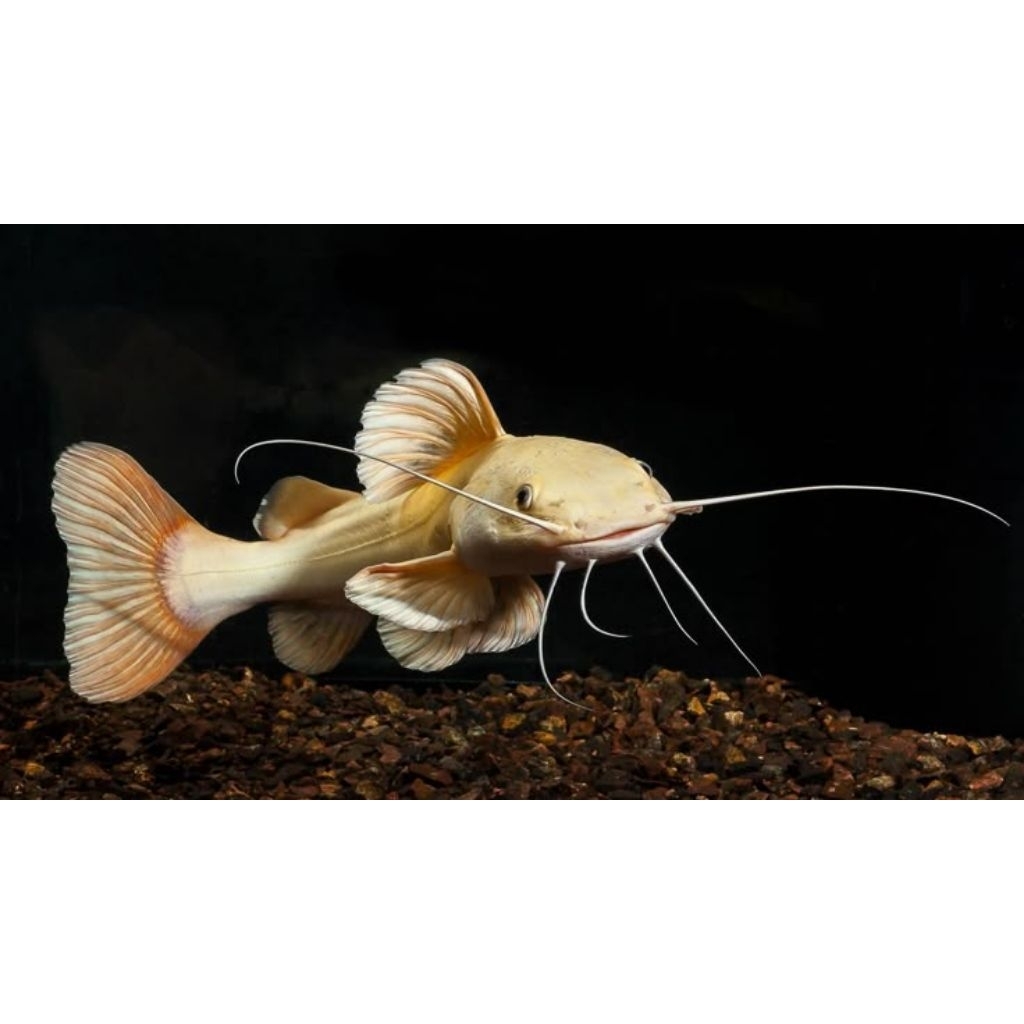 HIASAN-phantom red tail catfish/rtc/tank mate-size 20-25cm