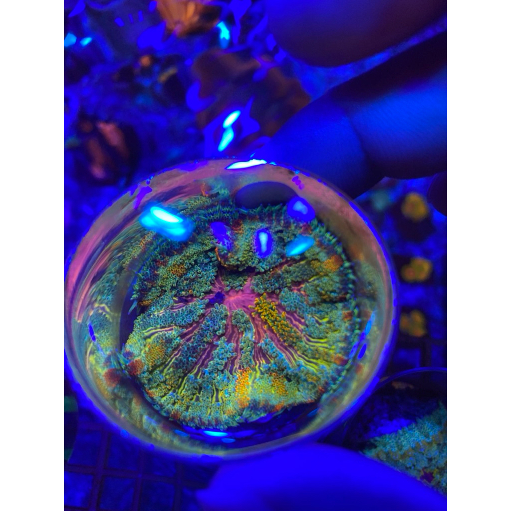 Anemon/minimaxi anemon/coral/wysiwg