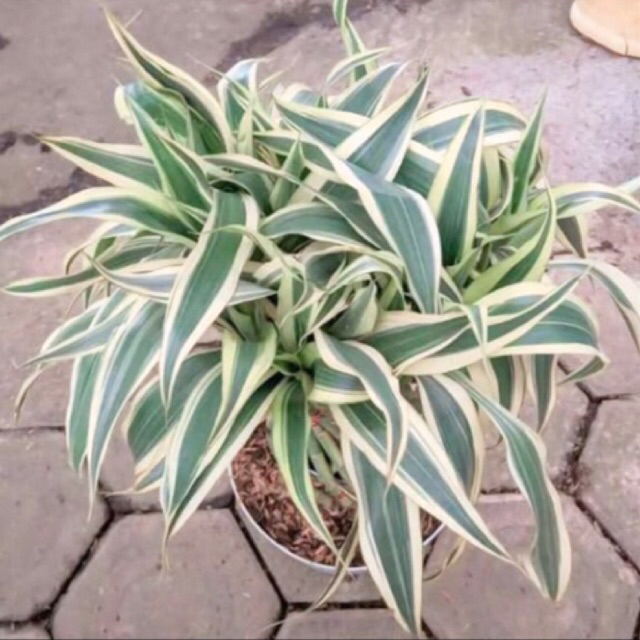Tanaman Hias Sri Rejeki Variegata 4 Batang Sudah Berakar Daun Rimbun Berkualitas
