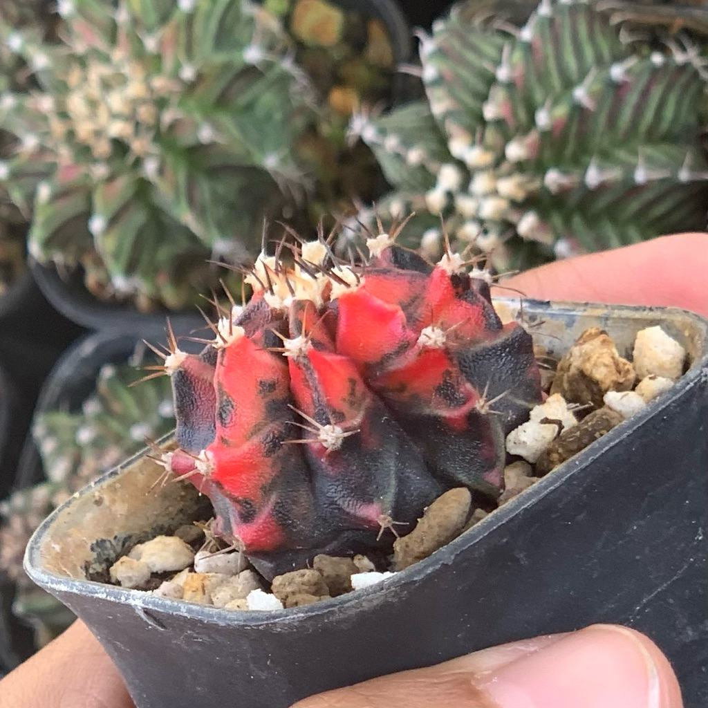 Gymno Miha Hybrid Var ( kaktus gymnocalycium mihanovichii varigata kaktus belajar tanaman hias hidup