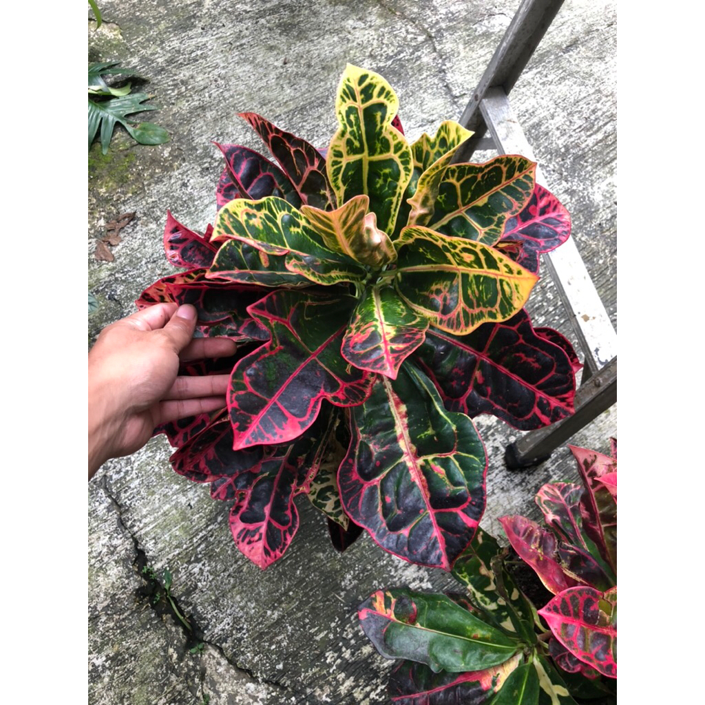 Tanaman hias Puring Kura / Pohon Puring Kura-kura