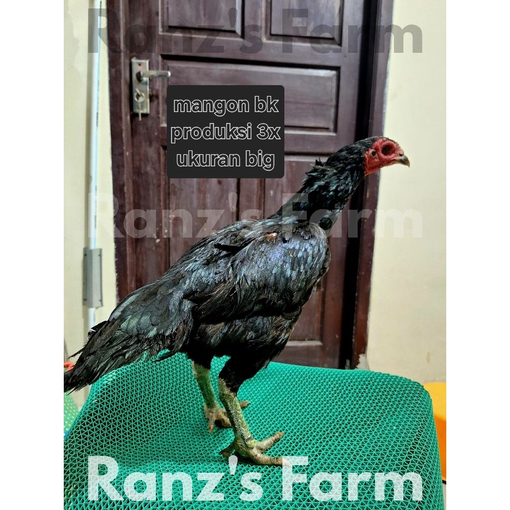 ayam bangkok betina mangon