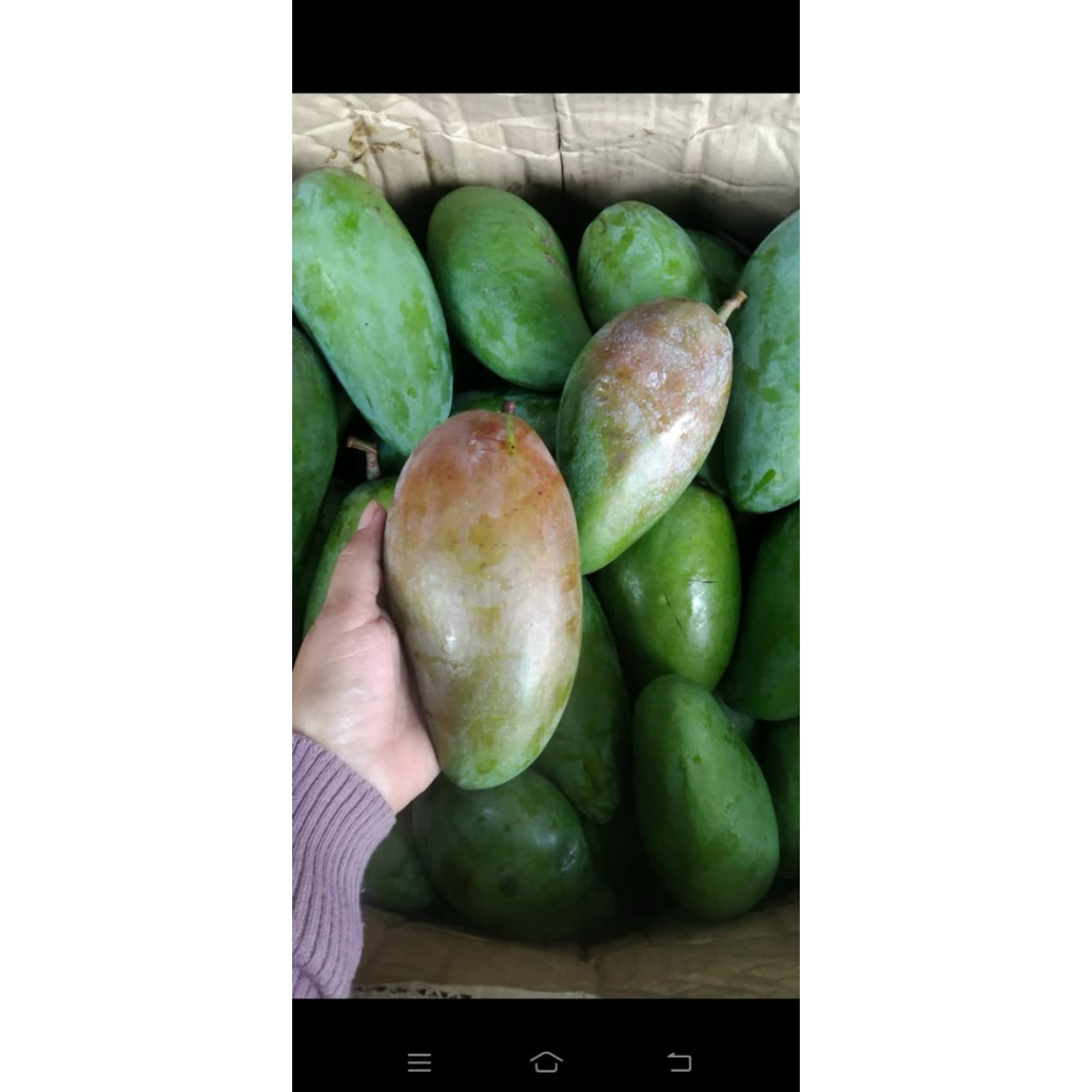 MANGGA KIOJAY THAILAND MENGKEL + BUMBU RUJAK BANGKOK - SEGAR, RENYAH, MANIS ASAM NIKMAT