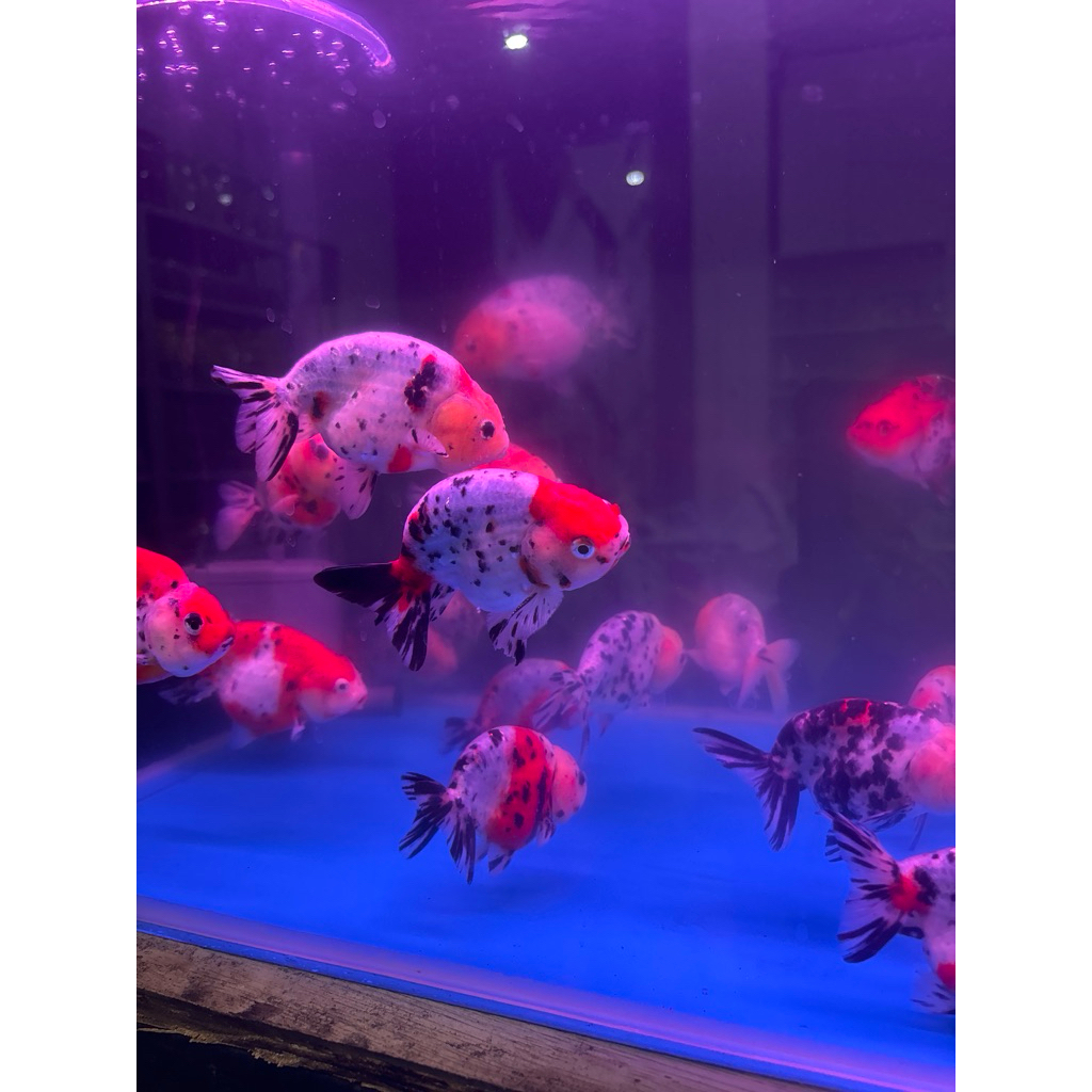 ikan hias koki ranchu besar ikan mas koki rancu 10-12cm koki rancu sapi calico