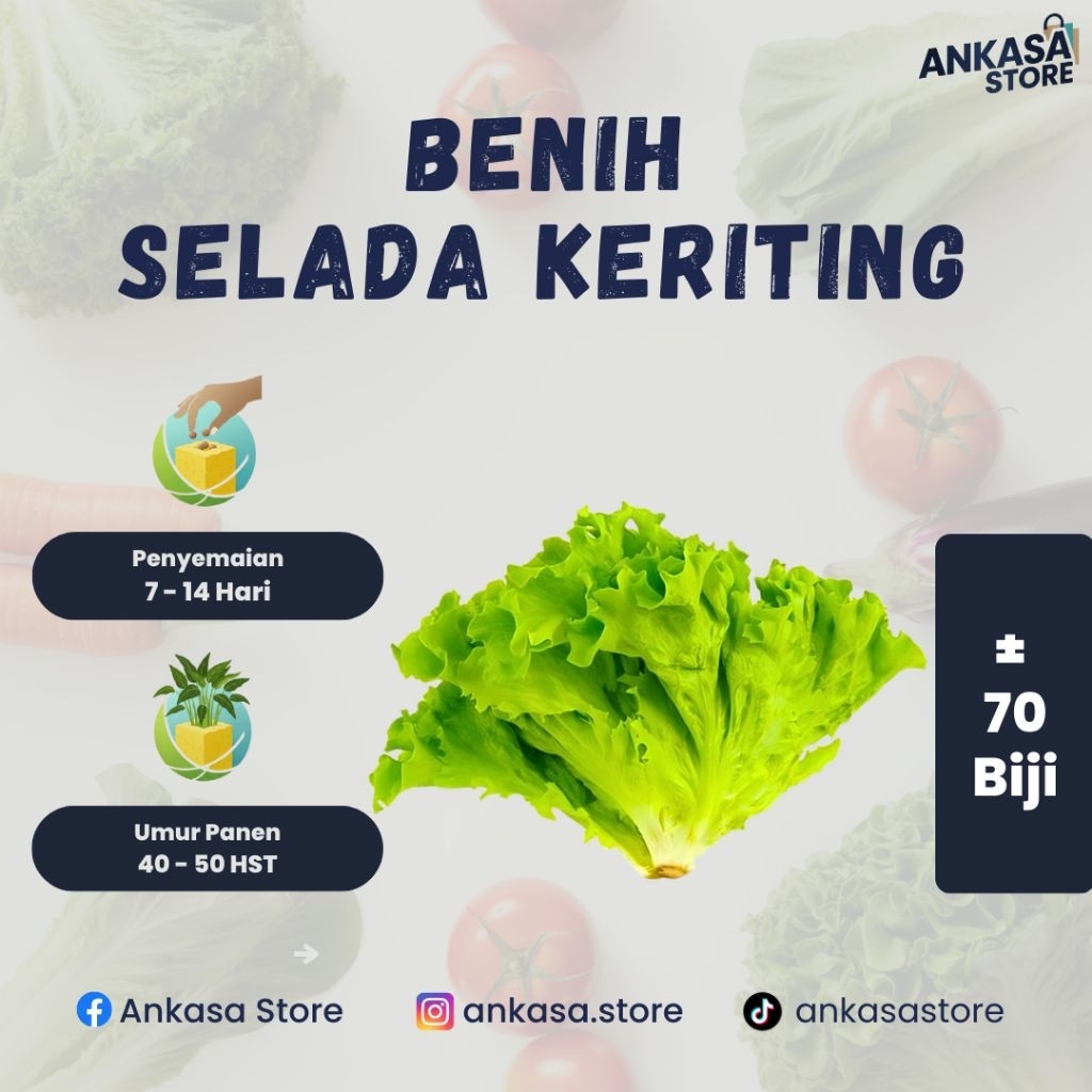Benih Selada Keriting Hijau