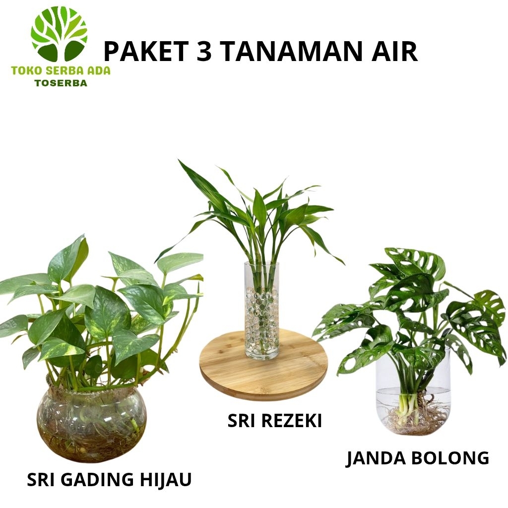 Paket 3 Tanaman Hias Air Tanaman Hias Media air