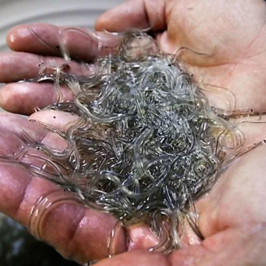 benih anakan ikan sidat glass eel 100 e