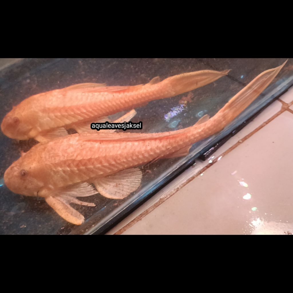 ikan sapu sapu albino jumbo 25cm