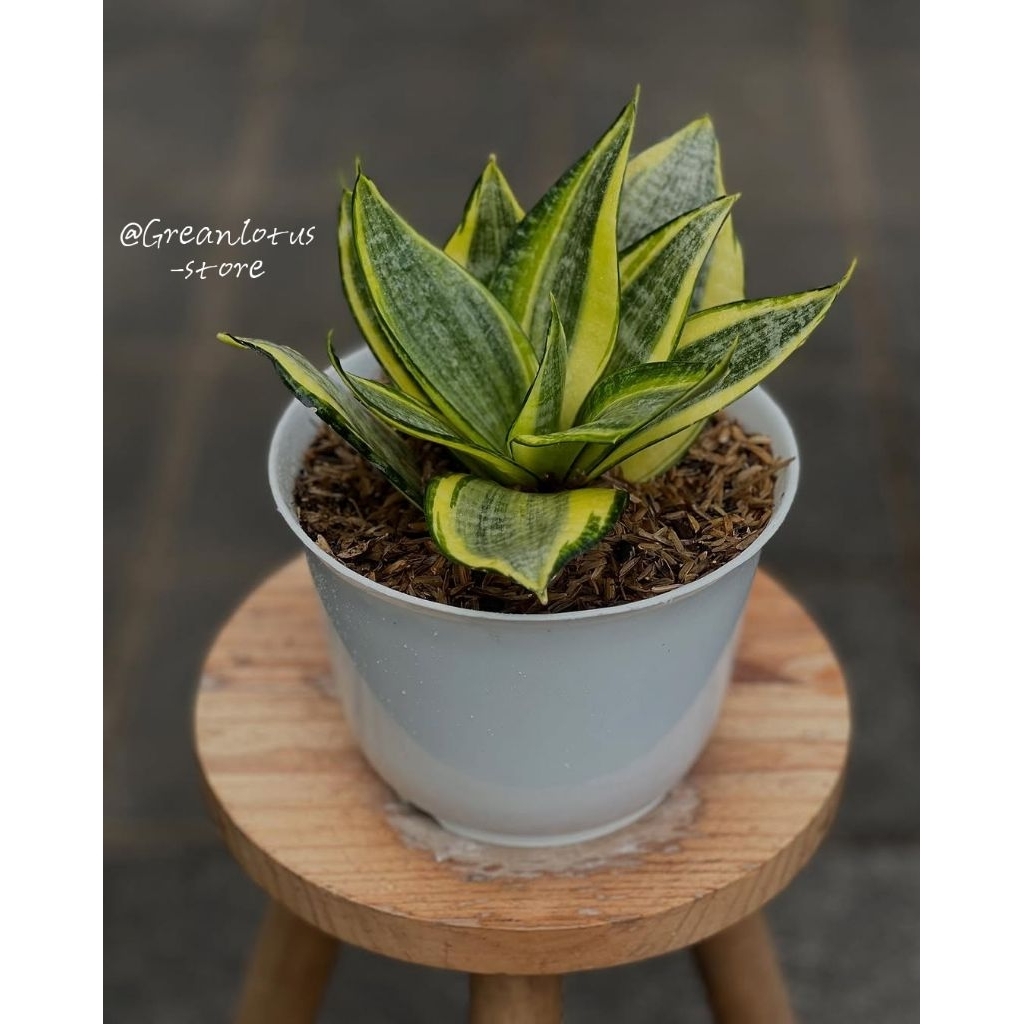 READY Tanaman Sansivera Golden Honey + Pot.15 Putih