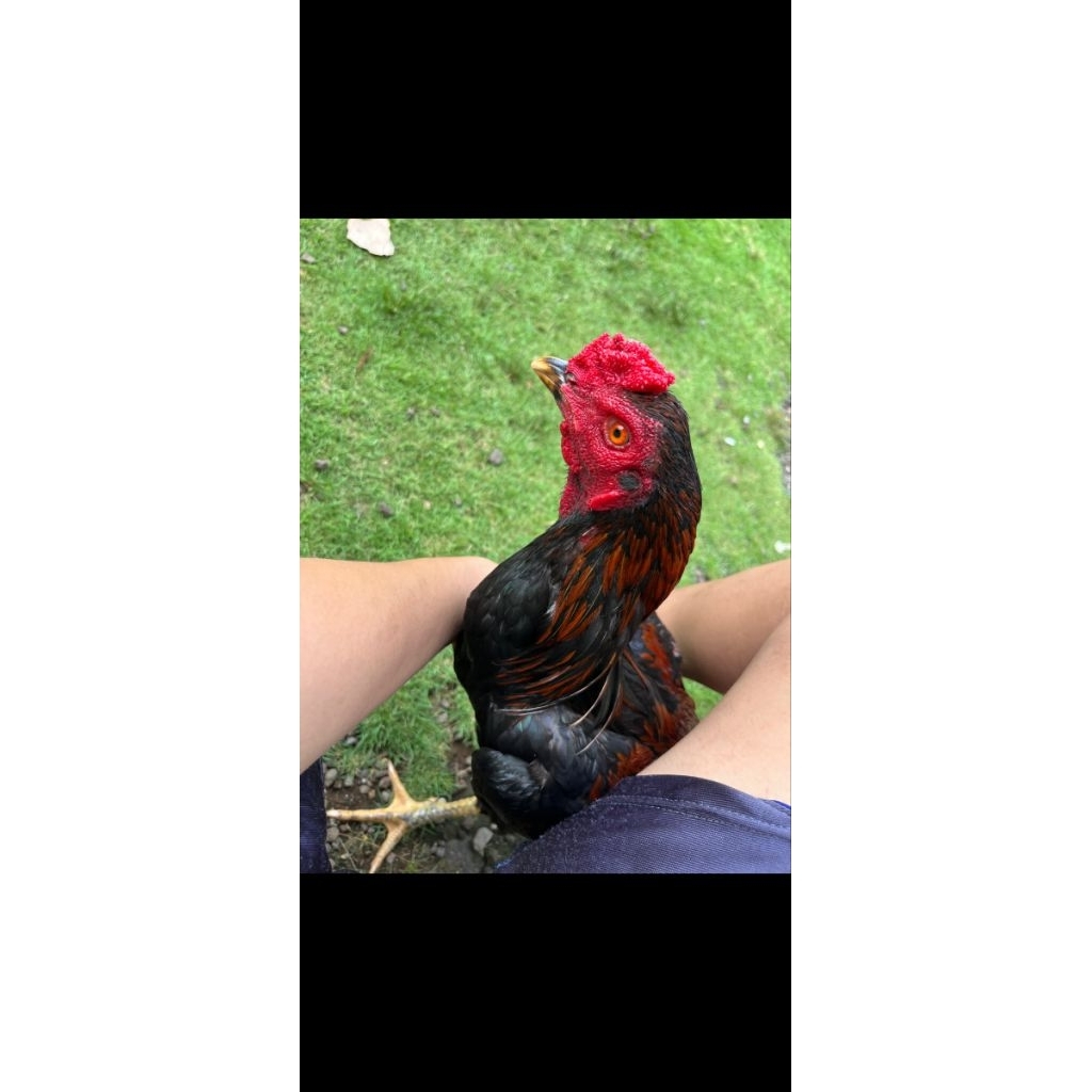 Bangkok x pakoy ayam 6 bulan ( Hidup )