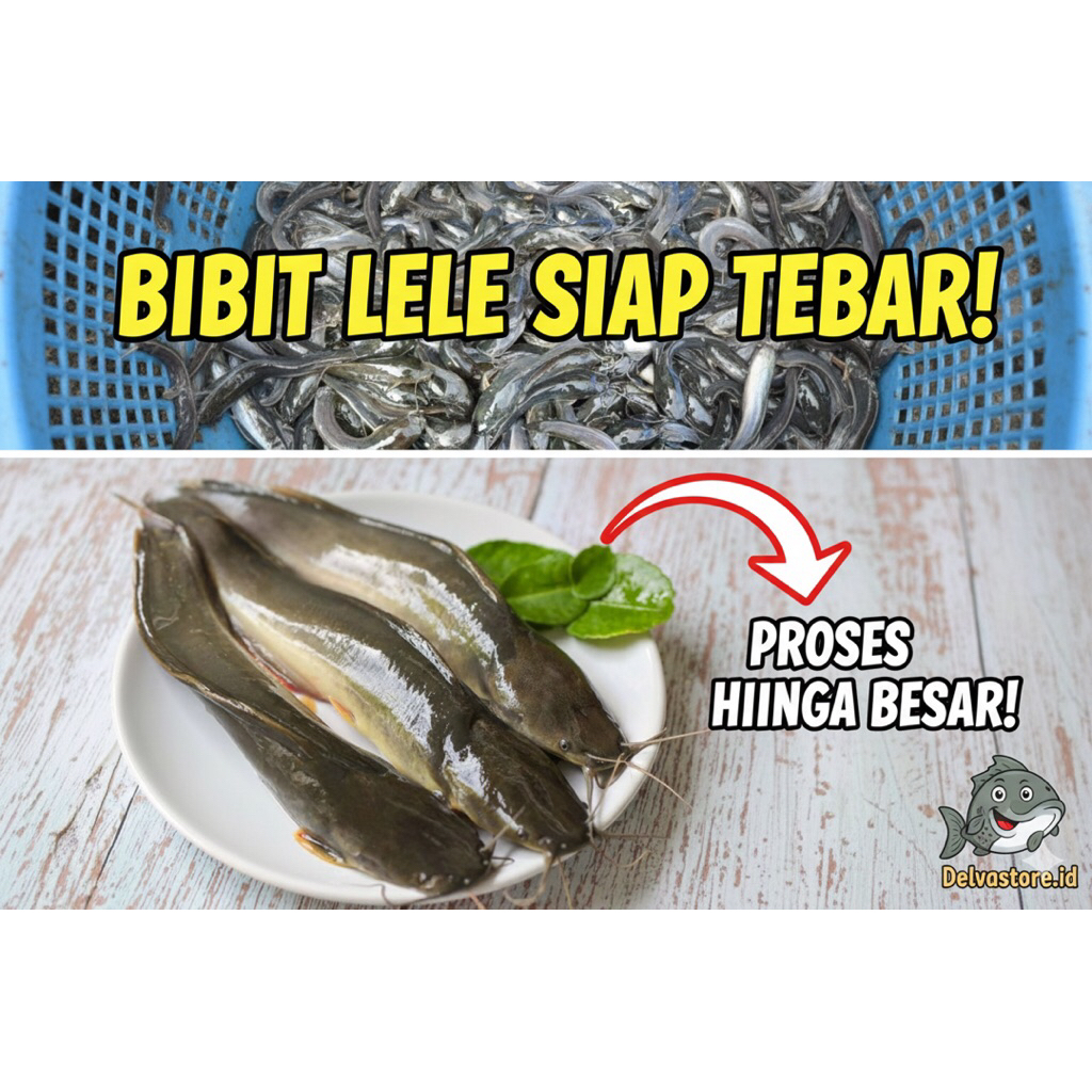 Bibit Lele Sangkuriang ukuran 9-10 cm