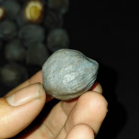 muncang adu anak mayit jawa original