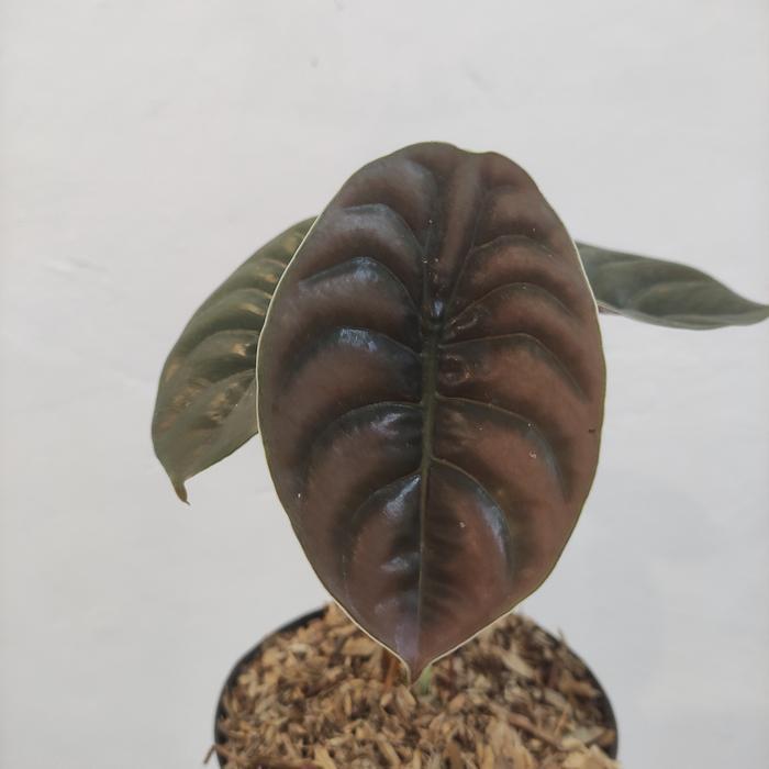 alocasia cuprea