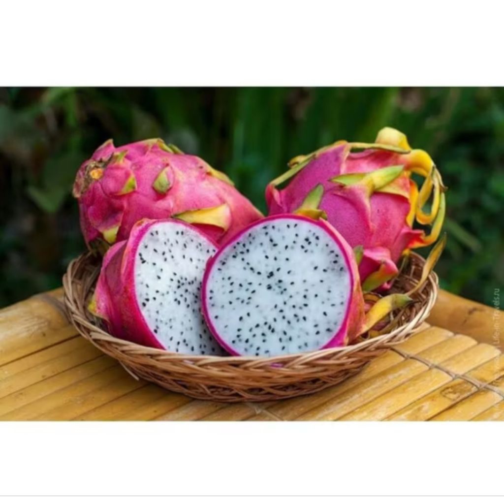 Buah naga putih 1 kg