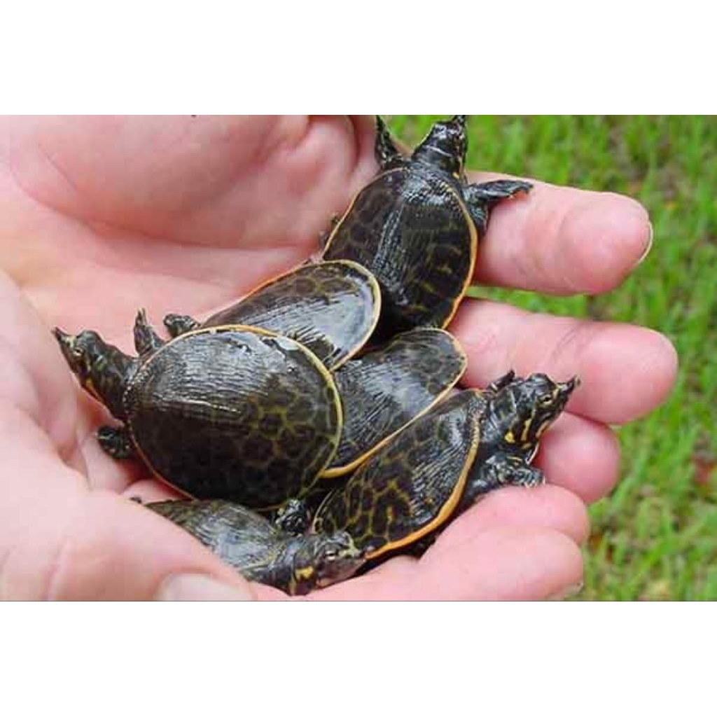 hiasan aquarium labi labi imut