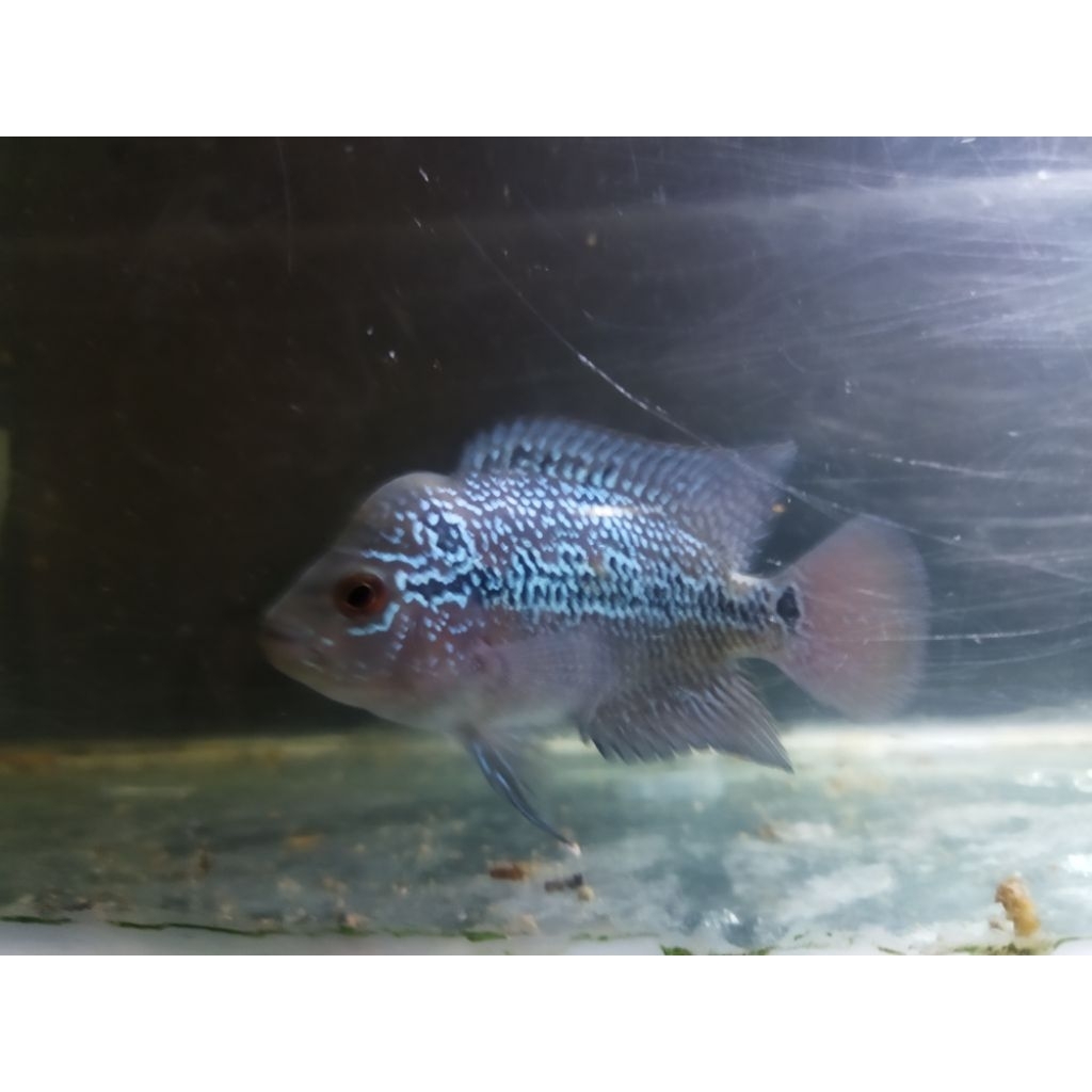 Flowerhorn Cichlid Freshwater Louhan SRD ±2 jari