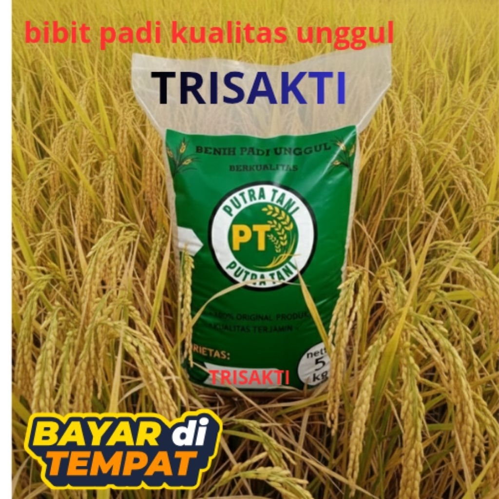 bibit padi/benih padi TRISAKTI berkualitas unggul (kemasan 5kg)