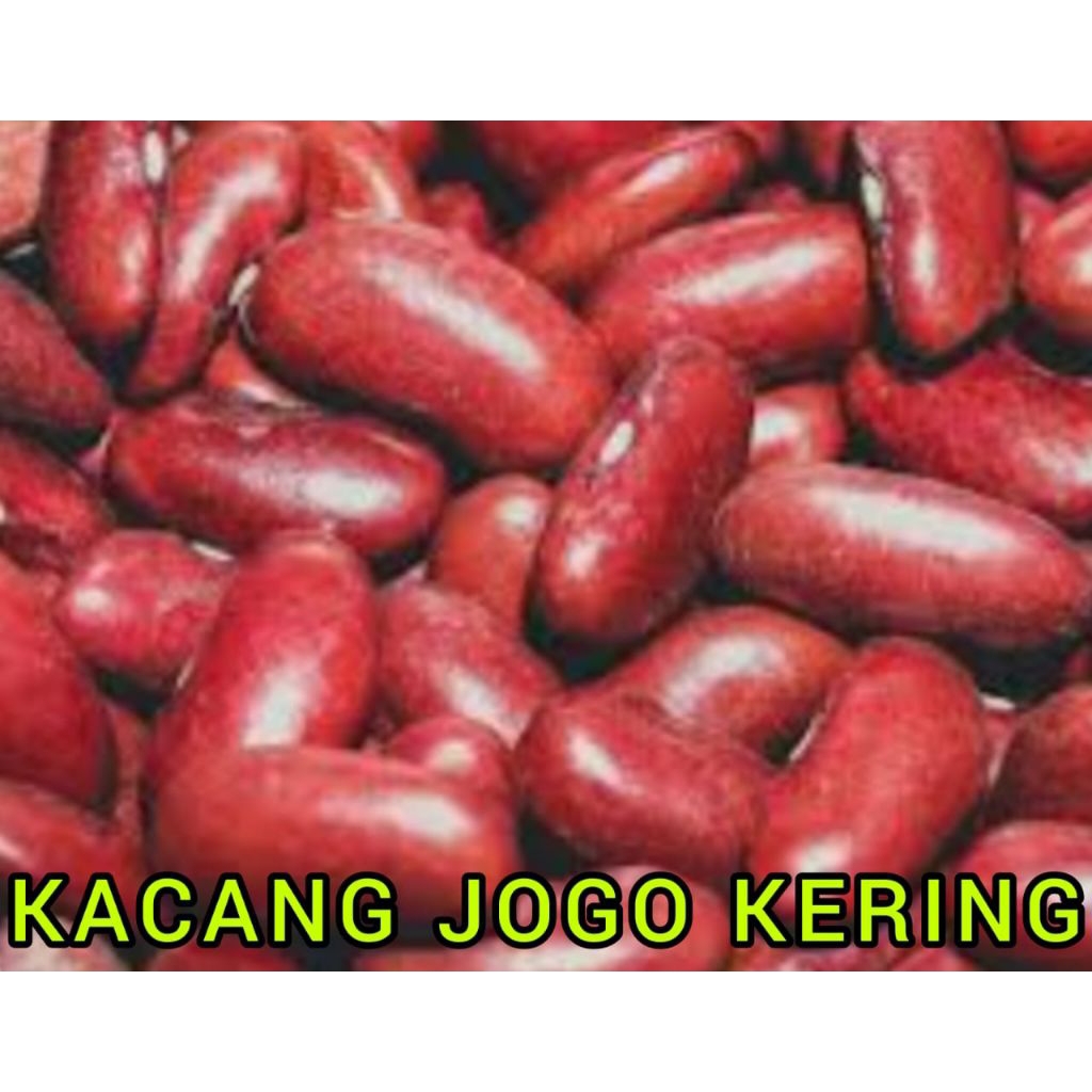 kacang joglo kering / kacang joglo merah fresh