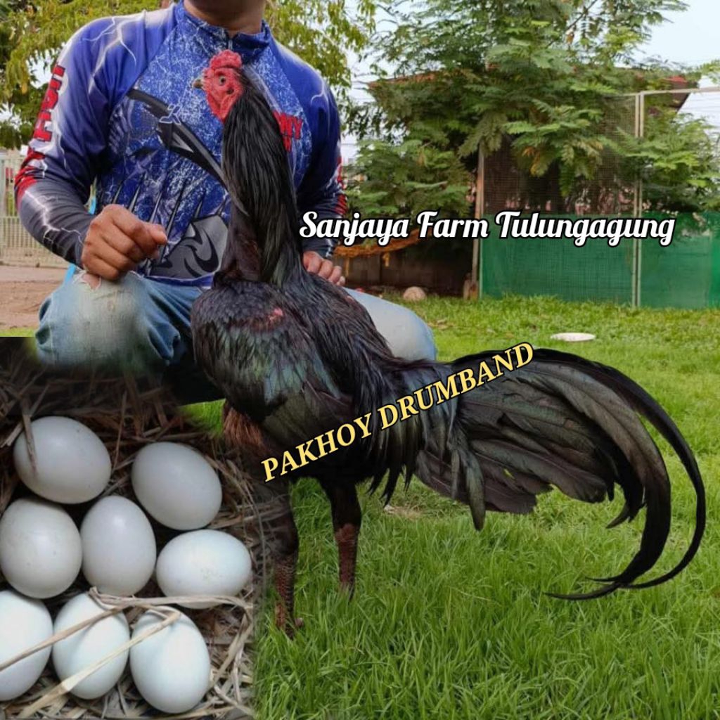 PROMO Telur ayam pakhoy drumband brakot brutal fertil