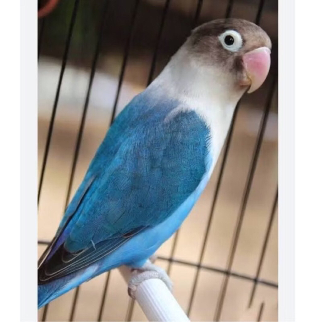 lovebird biru mangsi