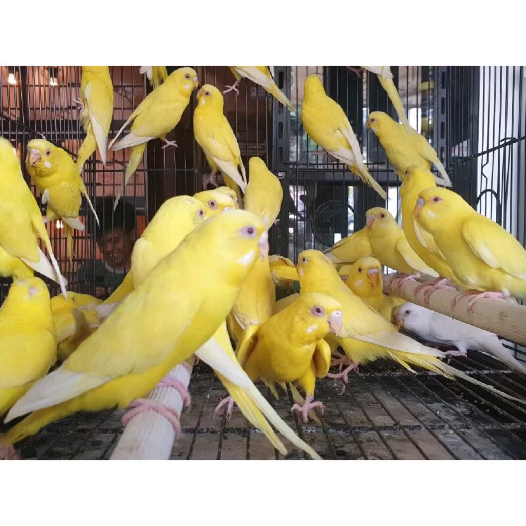 Parkit lutino mata merah pilihan
