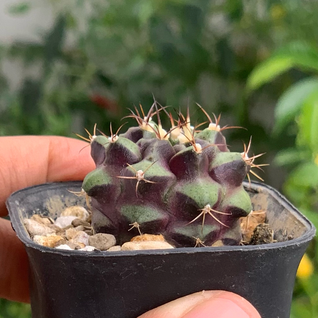 Gymnocalycium  purple nebula day mihanovochii purple original kaktus gymno ori tanaman hias hidup gu