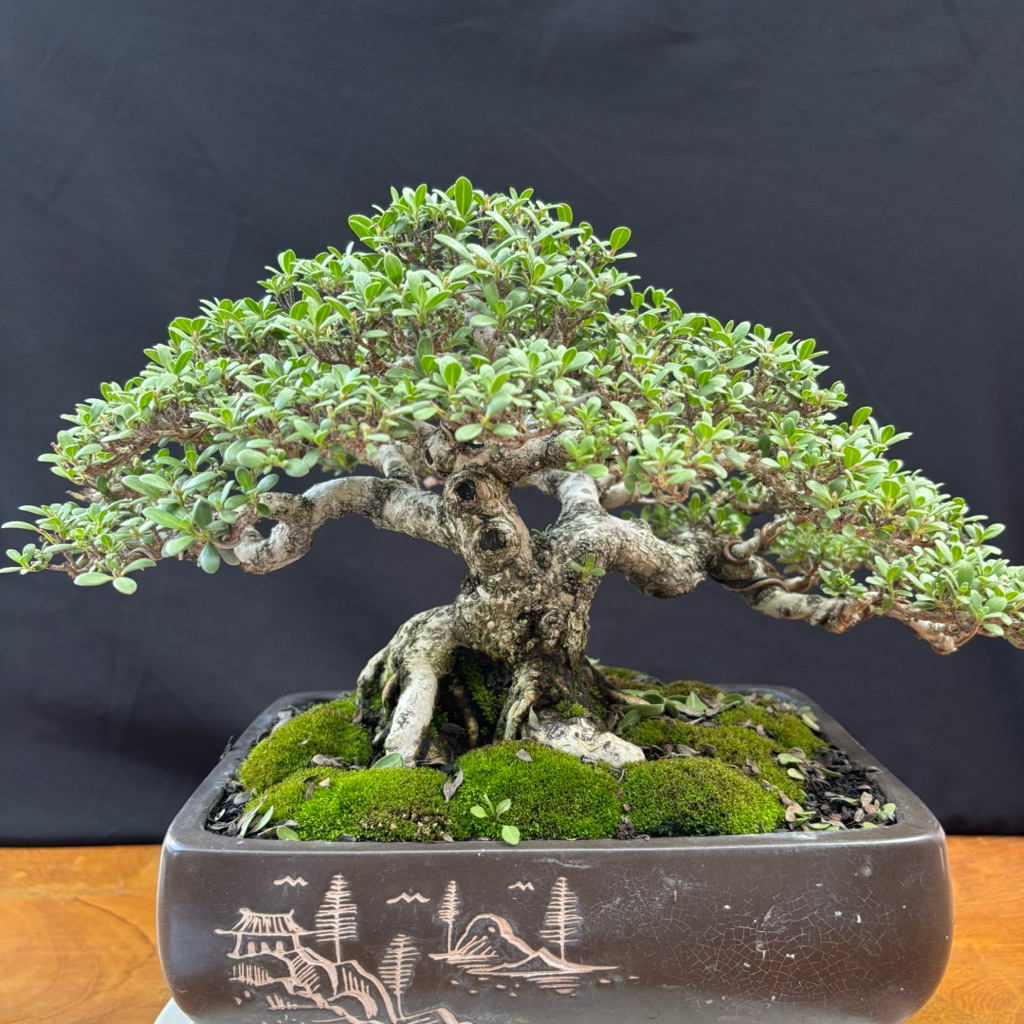 Bonsai Santigi Karang (Pemphis acidula) Tua Nan Elegan, Bentuk Alami Formal Upright dengan Cabang Pr