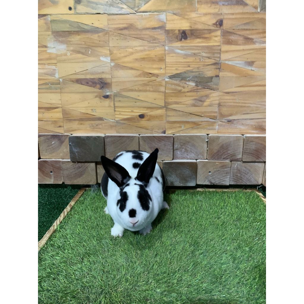 Kelinci Mini rex Jantan warna Broken | Kelinci Minirex Jantan Bulu Lembut
