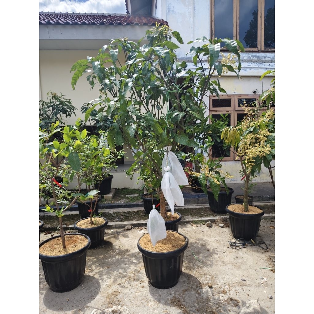 mangga mahatir berbuah