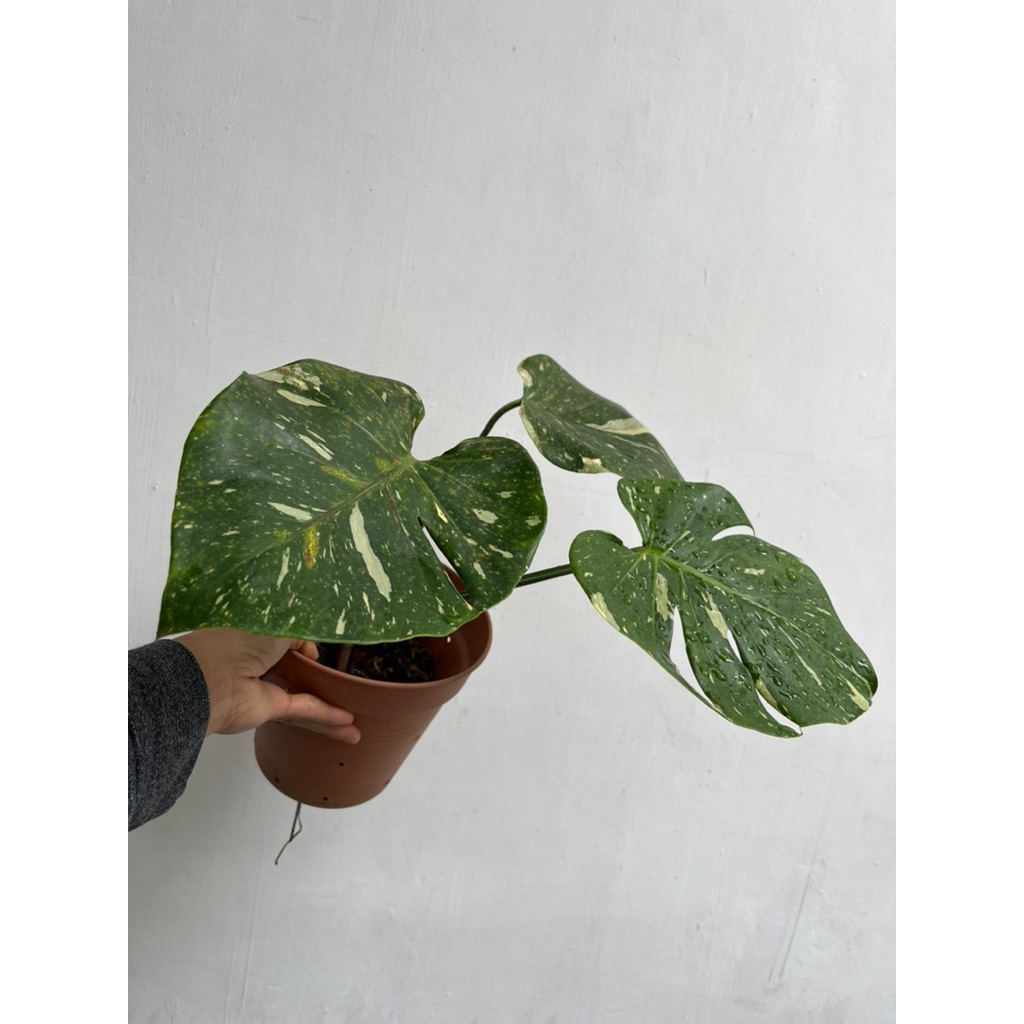Monthai Monstera