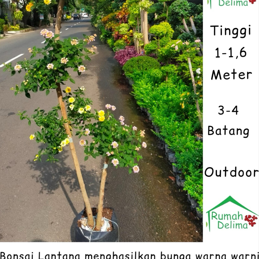Tanaman Lantana Bonsai Bunga Warna warni