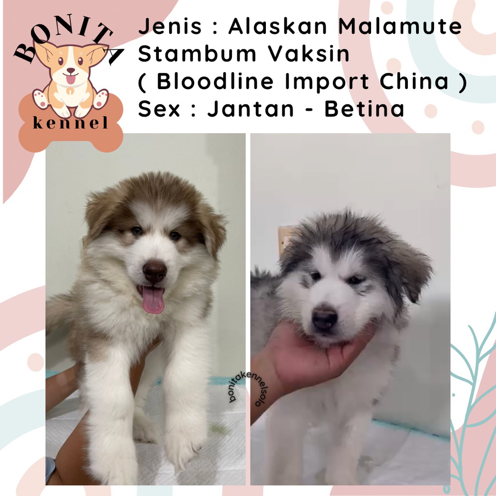 Alaskan Malamute Stambum Jantan Betina Anak Anjing Alaska Malamute Malamut