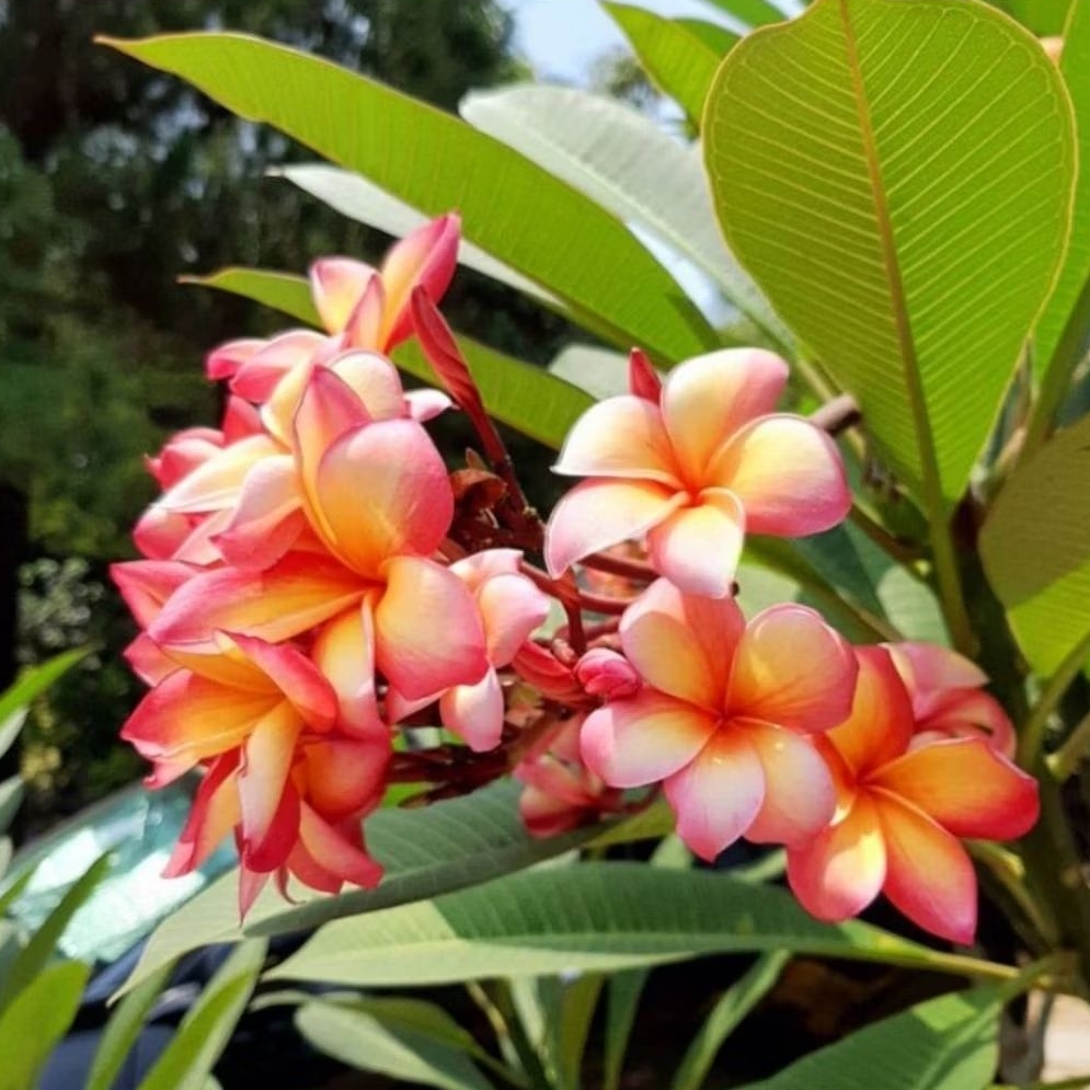 (stek batang) Kamboja bali plumeria hidup / Pohon Kamboja bali hidup