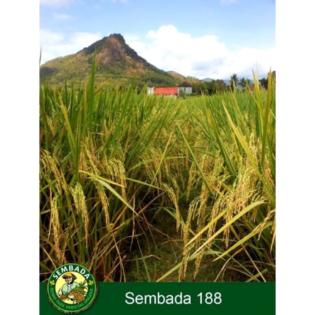 (1KG) BENIH PADI SEMBADA 188 PRODUK UNGGUL BERKUALITAS , ORI (HIBRIDA).