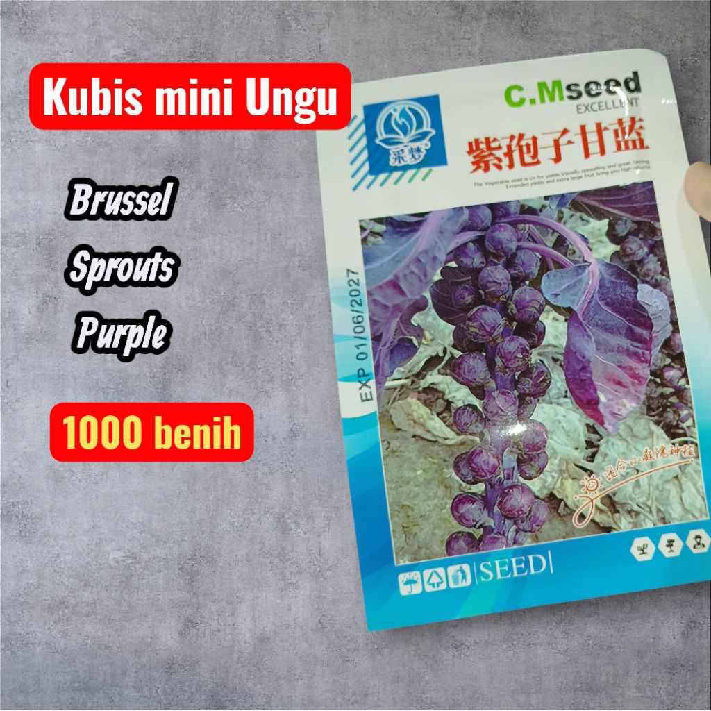 Benih Kubis Mini Brussel Sprout Warna Ungu (1000benih)