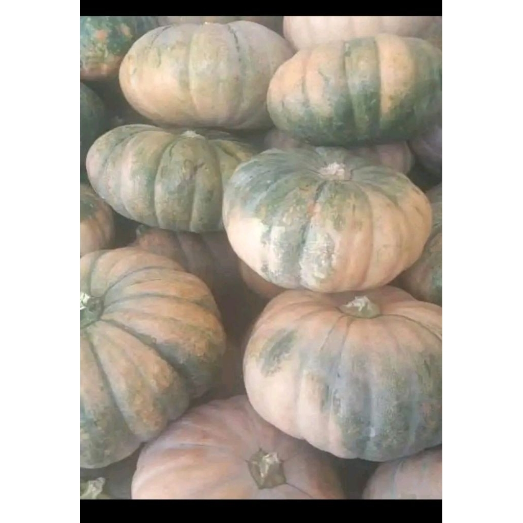 labu kuning tua dijamin legi bahan olahan kolek, dodol dan yang lainnya