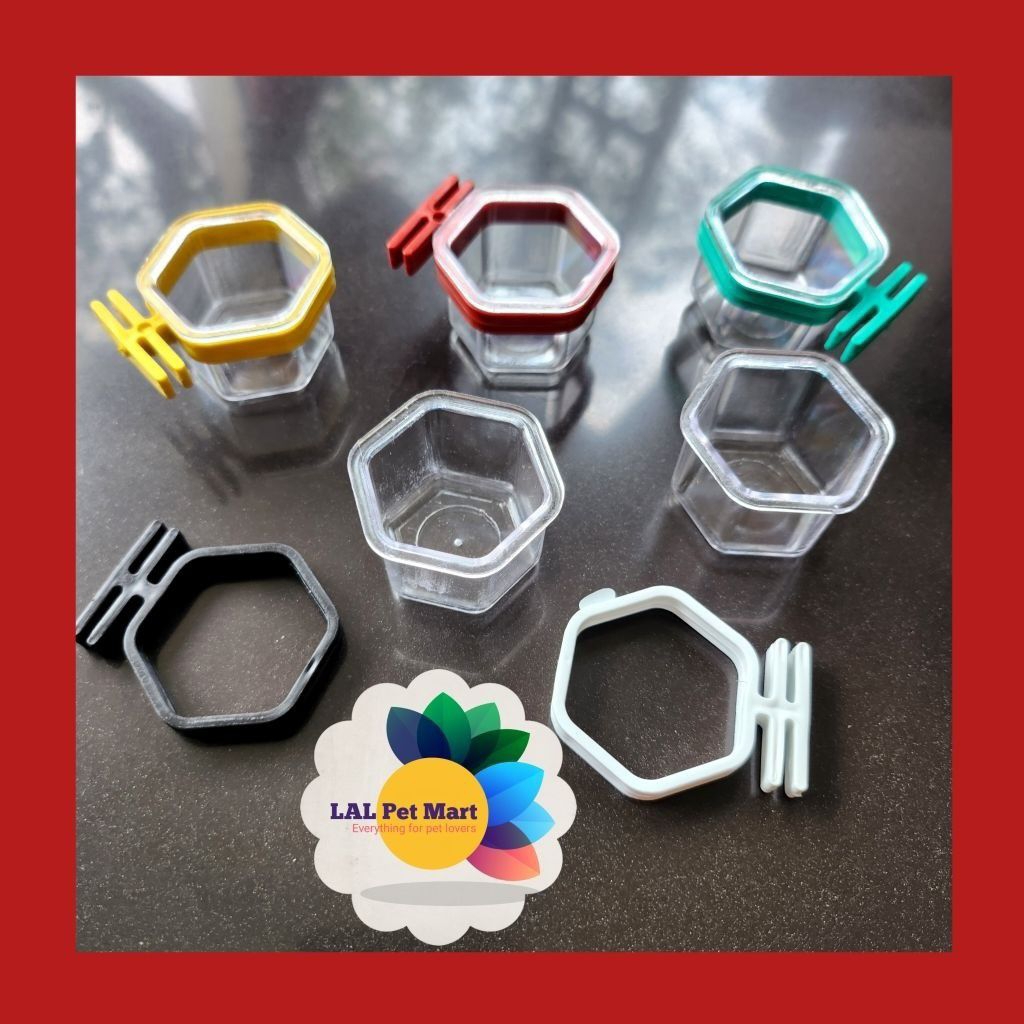 tempat makan minum burung kecil cepuk burcil