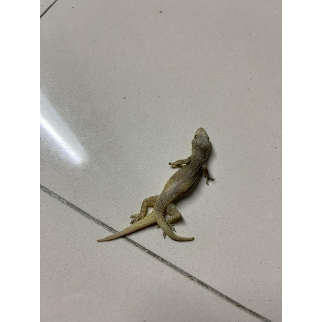 cicak ekor cabang kering