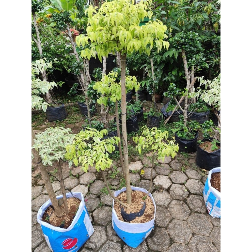 bonsai taman anting putri salju