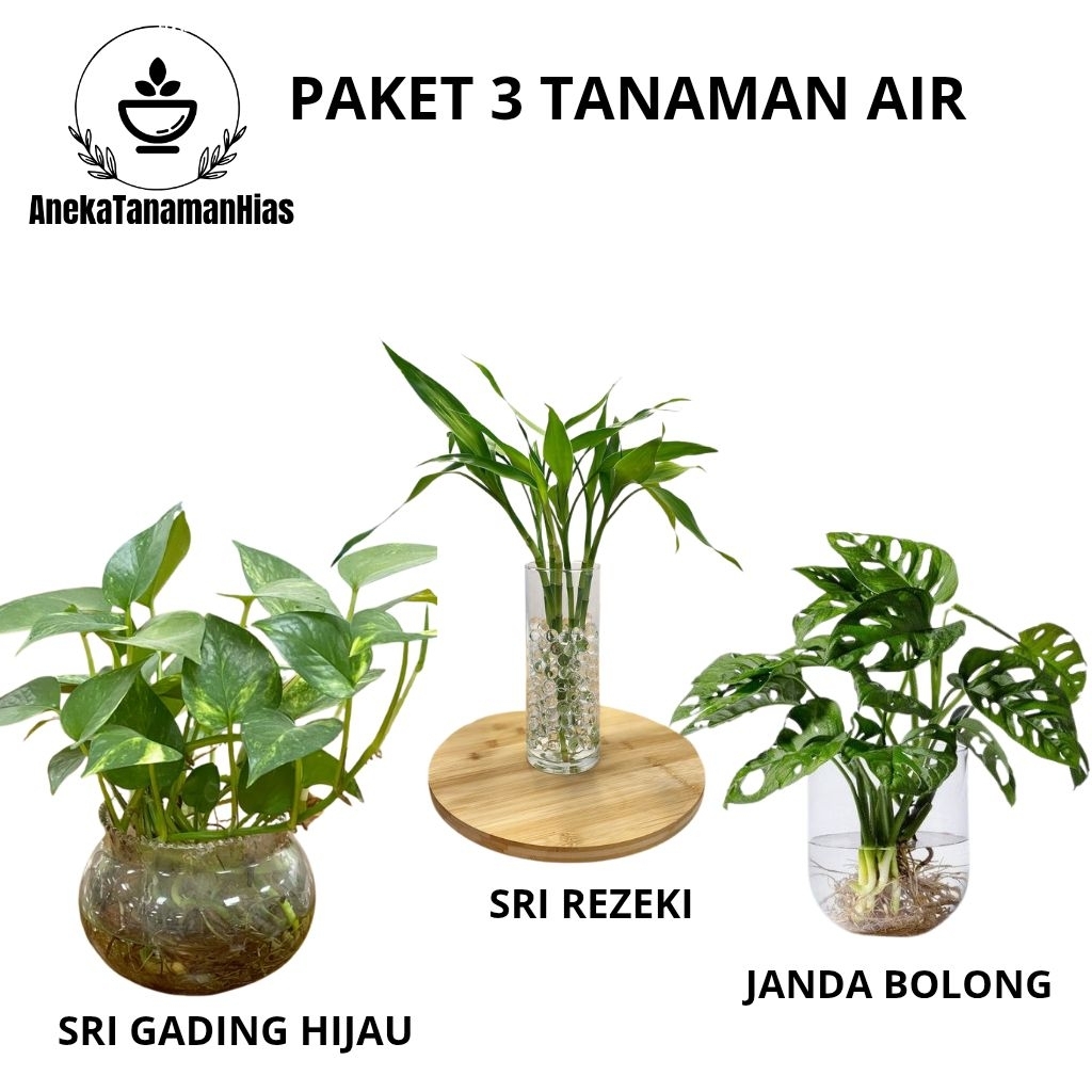 Paket 3 Tanaman Air Tanaman Hidup Di Air Untuk Ruangan
