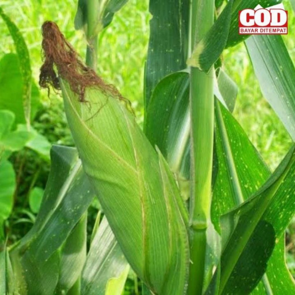 Marvin Seeds [ Kemasan Repack-Benih Jagung 2 Tongkol F1 Bisi ]