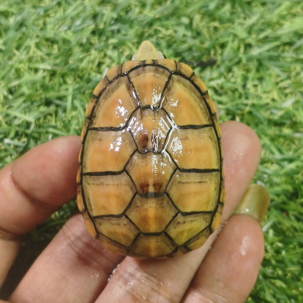 hiasan air kura air bauri mud grade A